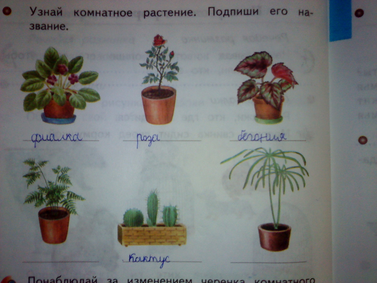 Рисунки комнатных растений с названиями