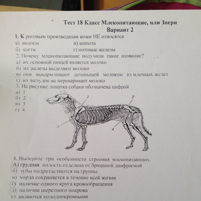 Тест по теме млекопитающие 8. Что едят млекопитающие. Тест по биологии млекопитающие. Тест по биологии 7 класс млекопитающие. Тест млекопитающие 7 класс.