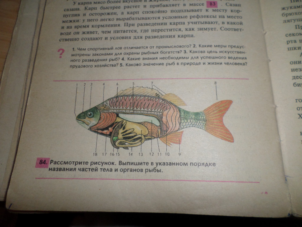 Выпиши слова рыбки. Название частей тела в указанном порядке рыбам. Запишите в указанном на рисунке порядке органы рыбы. Карп обыкновенный масса частей тела. Рассмотрите рисунок дайте название частей тела рыбы.
